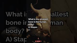What Is The Smallest Bone In Your Body
