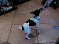fox terrier - famous fox terriers fox terrier - famous fox terriers