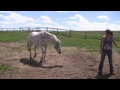 Madison MacDonald Liberty Horses