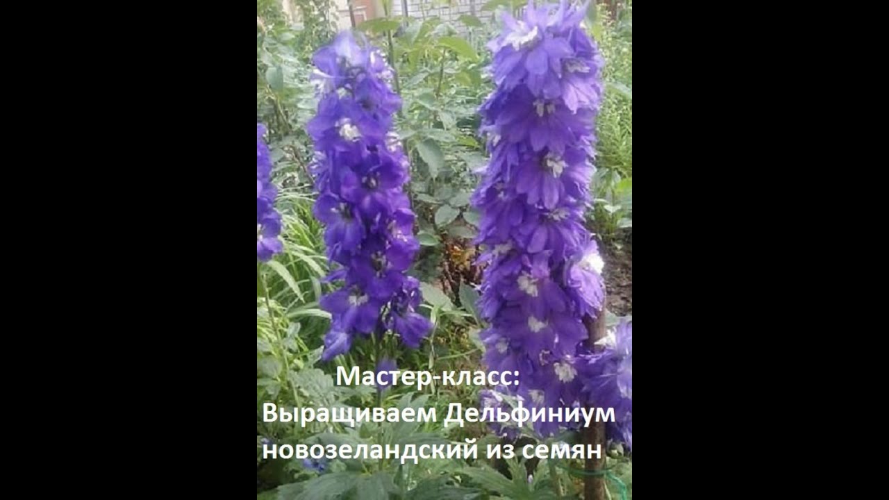 Посадка новозеландских Посадка новозеландских