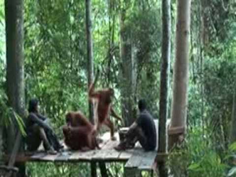 Saving Orangutans