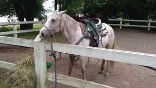 Have You Ever Heard A Horse Burp
