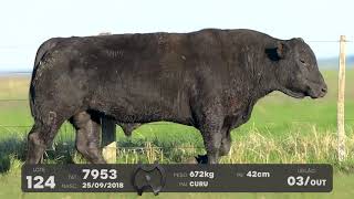 LOTE 124 - TOUROS ANGUS - LEILÃO SÃO BIBIANO 2021