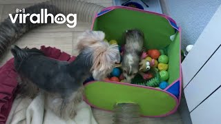 Yorkie Plays With Ferret Friends || Viralhog