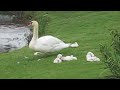 Swans at Willow Lake