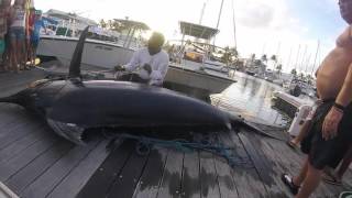 Plus Gros Marlin de Guadeloupe 420kg Saint-Francois 2016