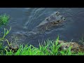 Crocodile
