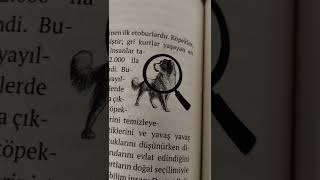 Kanseri Koklayan Köpekler