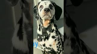 Your Birth Month Your Dalmatian