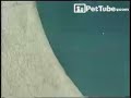 pettube