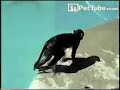pettube