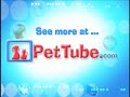 pettube