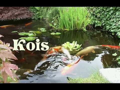 Japanischer Garten, Koi-Teich am Bodensee