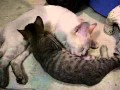 breastfeeding cat funny - 最後の夜