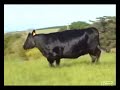 CS Westwind 965 - Most Beautiful Cow in the World
