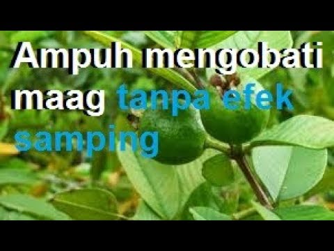 Daun jambu biji Obat maag yang ampuh, mudah dan aman yang patut di coba