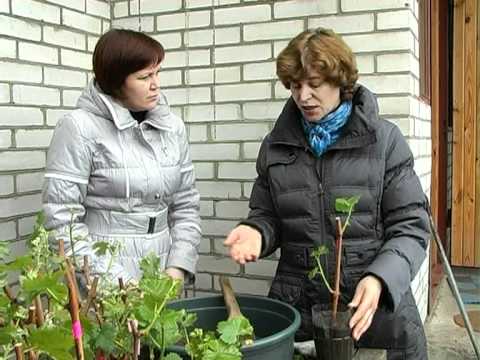 Посадка осенью черенков винограда Посадка осенью черенков винограда