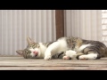 蒸し暑い日の猫 - Ohagi on a humid day -