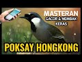 Masteran Poksay Hongkong Gacor & Nembak Keras | Bukicao