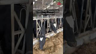 Kapalı Ahırda Yaşayan Inekler Nasıl Besleniyor?