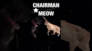 Staffy Versus Cat