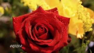 Розы Для Тебя...игорь Кружалин – Летний Дождь.