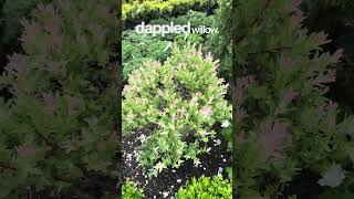 Before Getting A Dappled Willow, Watch This