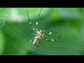 Golden Silk Spider Spinning Sticky Threads 網に横糸を張るジョロウグモ♀