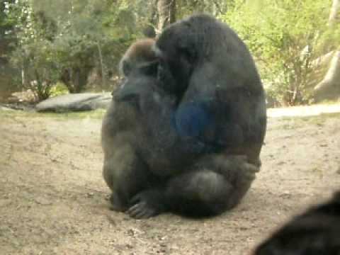 gorilla pussy