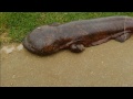 Student discovers giant Salamander as he walked to school in Japan