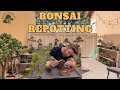 Lantana Bonsai Repotting