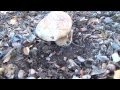 Boletus Aereus 10/07/2014