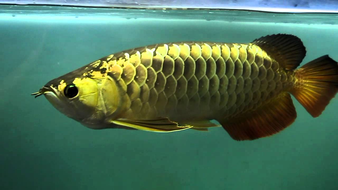 Ikan kelisa emas
