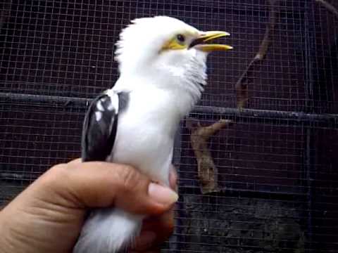 VIDEO : crazy bird (jalak putih) - jalak putih. ...