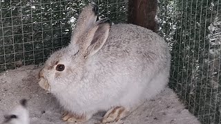 Олень Побелел, А Зайцев Замело