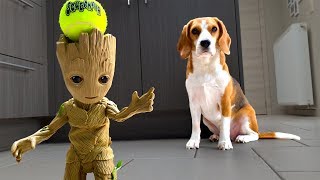 Dogs Playing with Baby Groot : Funny Dogs Louie and Marie