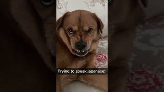 Xiaopang Dog 08