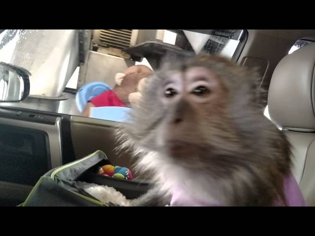 Monkey Loses Her Mind Riding Through Car Wash - Video