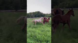 Baby Horse Tries To Play - Nobody Will Play With Her🥺 #Shorts #Horse #Foal #Filly #Horses
