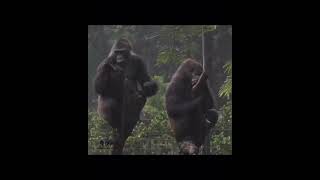 Dişisinin Gönlünü Alan Goril,Gorilla Trying To Win The Heart Of His Wife