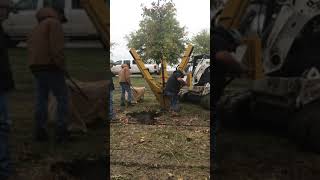 36 Skid Steer Tree Spade Digging -- Big John Manufacturing