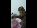 Cat and dog fight