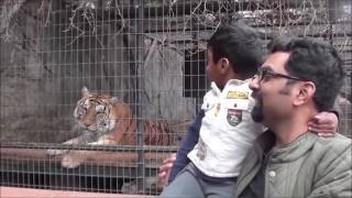 Try Not To Laugh: Animals Scare People