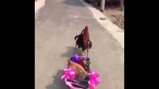 Zılgıt