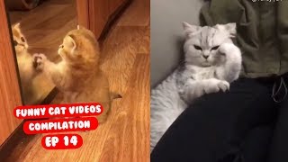 Funny Cat Videos Try Not to Laugh or Grin Ep 14