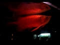 Kalimantan History | RM. Kalimantan History | RM.