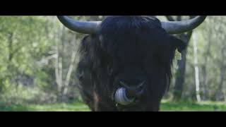 IRORI | Popup Restaurant & Private Dining | Image Campaign Trailer 02