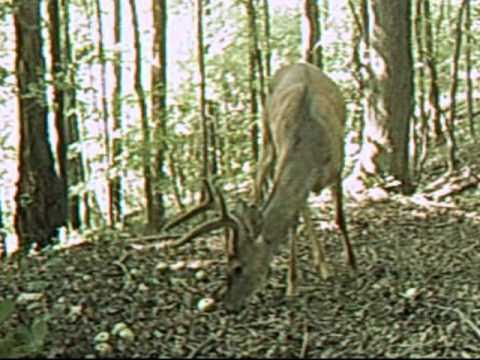 cheats for supreme deer hunting