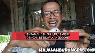 Breaking News Tips Menentukan Jantan & Betina Burung Puter