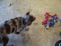 Dog Bone Dance